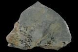Fossil Flora (Sphenopteris & Lycopodites) Plate - Kentucky #138538-3